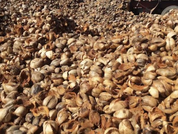 Coconut Husk Raw Material